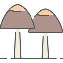 грибы психоделики